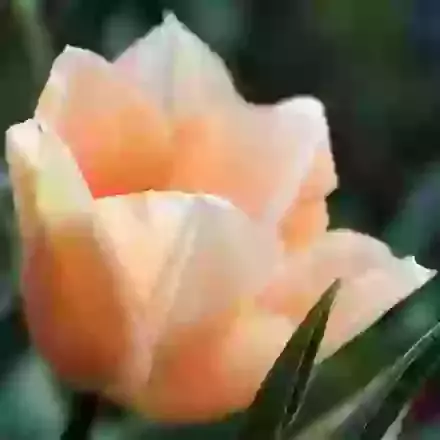 Apricot Beauty